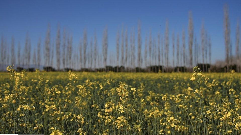بهار در «گلستان»
