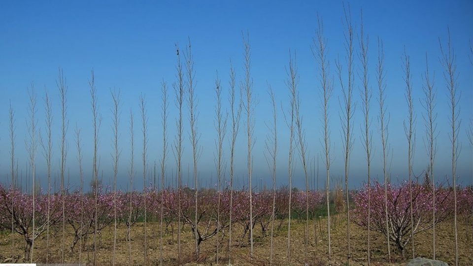 بهار در «گلستان»