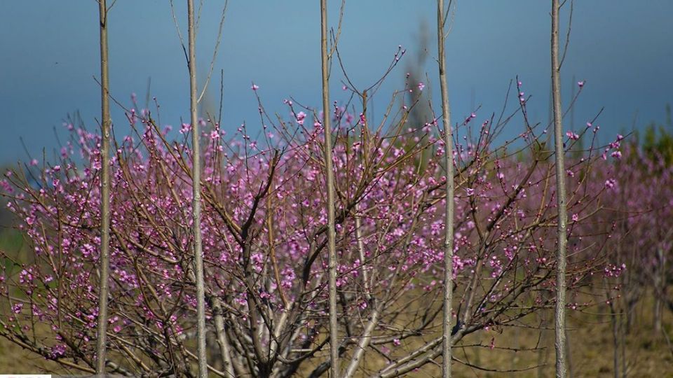 بهار در «گلستان»