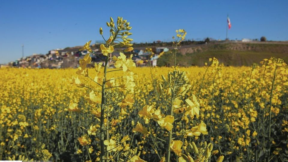 بهار در «گلستان»