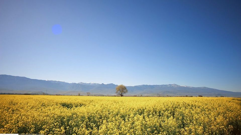 بهار در «گلستان»