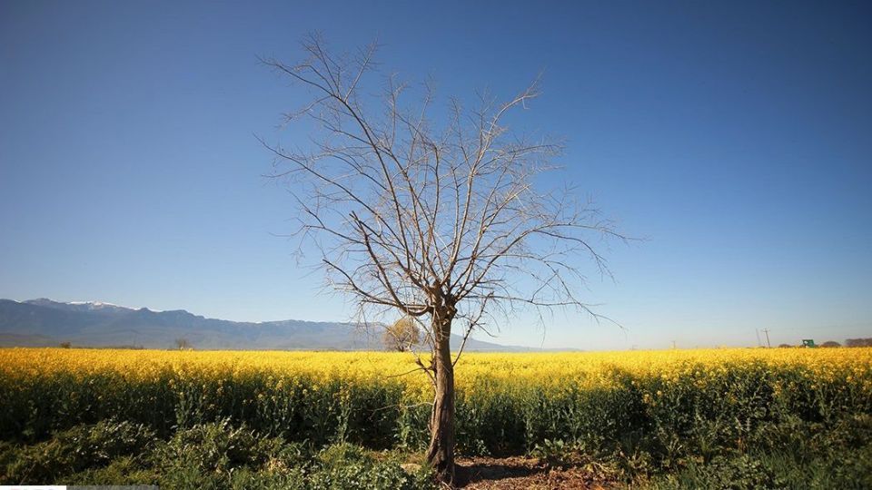 بهار در «گلستان»