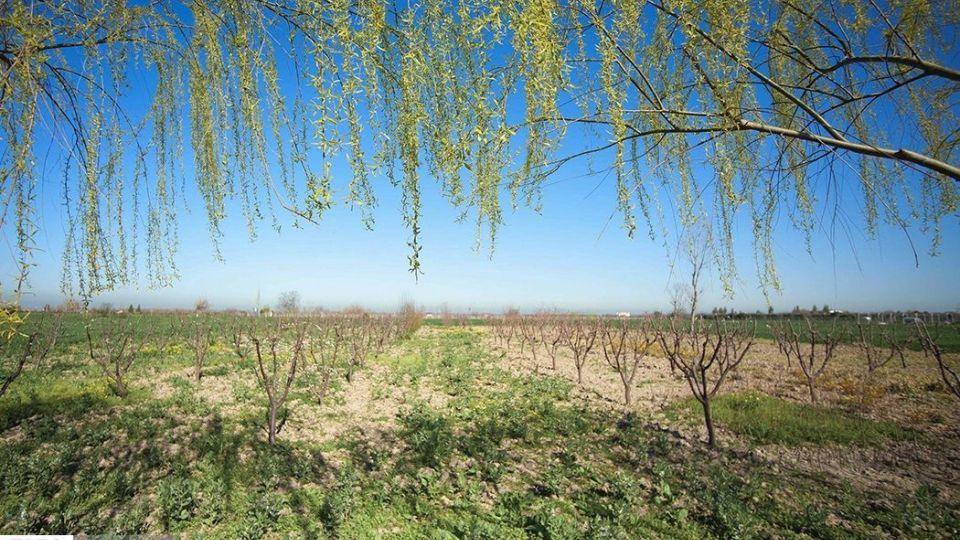 بهار در «گلستان»