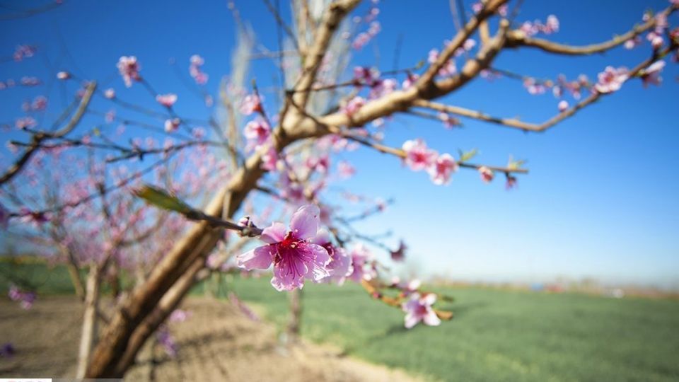 بهار در «گلستان»