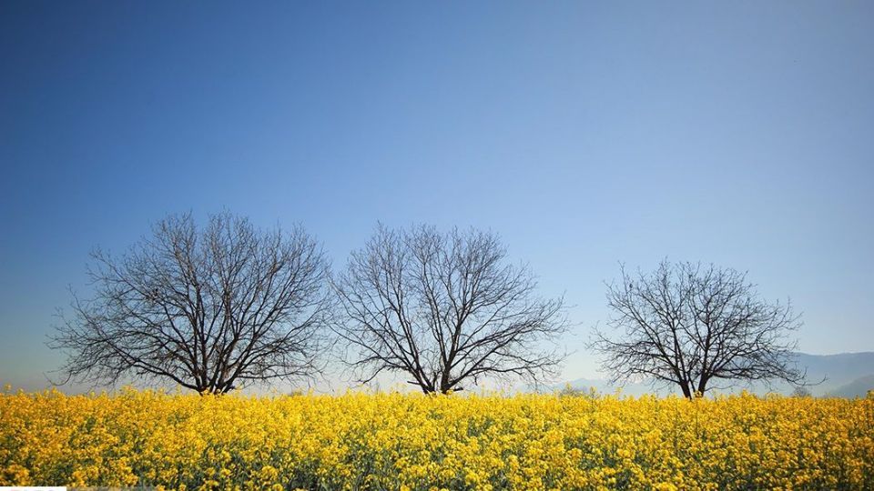 بهار در «گلستان»