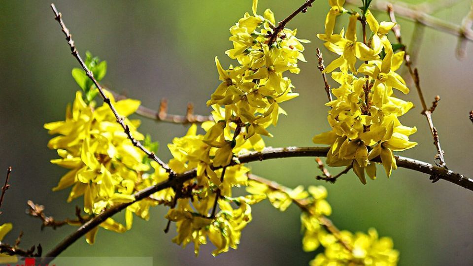 زیبایی بهار