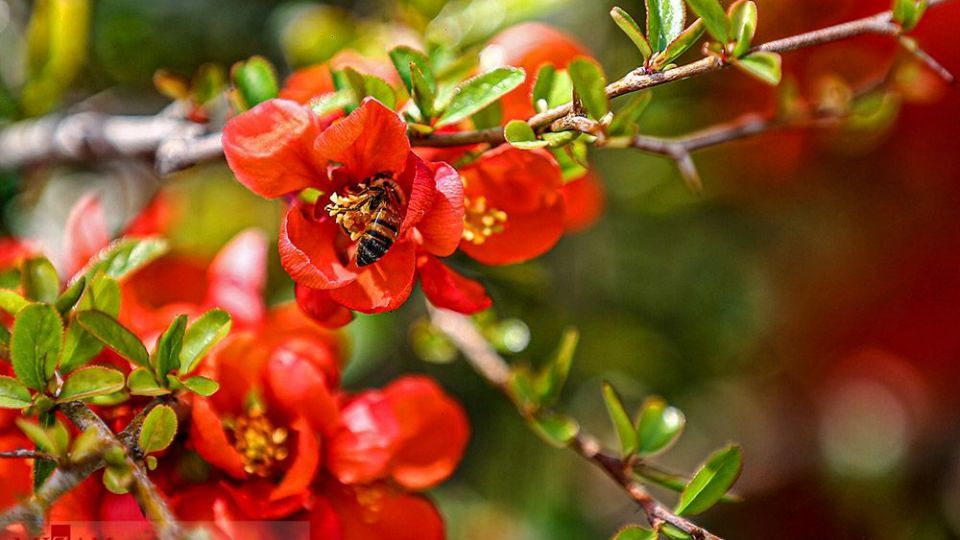 زیبایی بهار