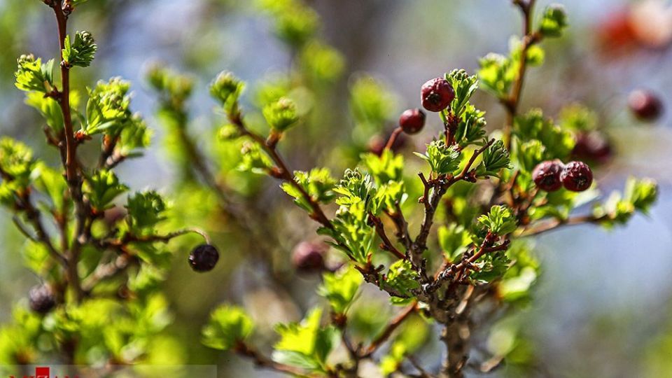 زیبایی بهار