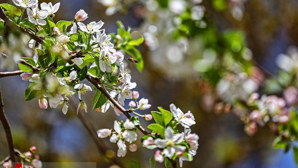 زیبایی بهار