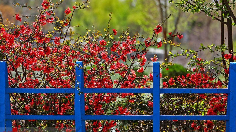 زیبایی بهار