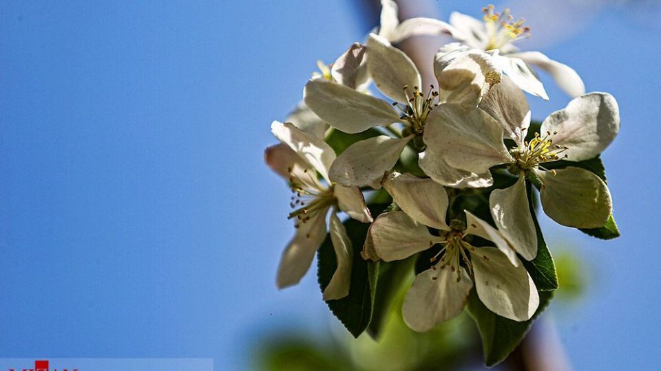 زیبایی بهار