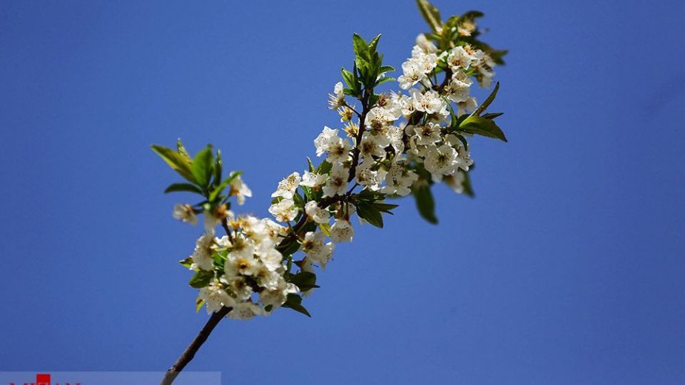 زیبایی بهار