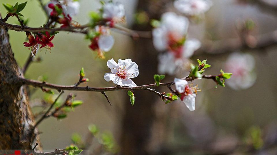 زیبایی بهار