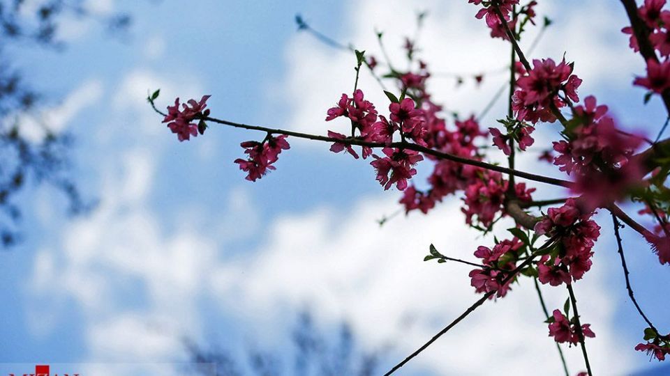 زیبایی بهار