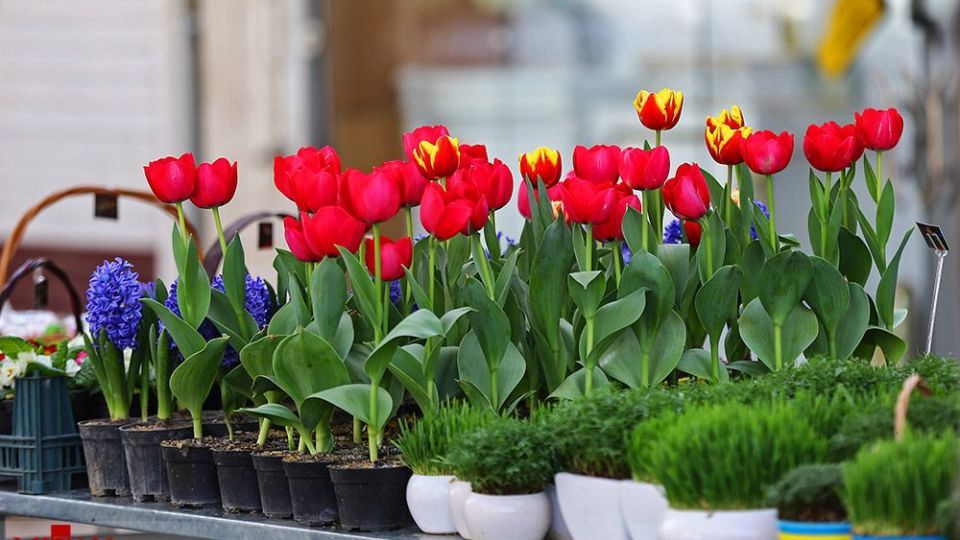 زیبایی بهار