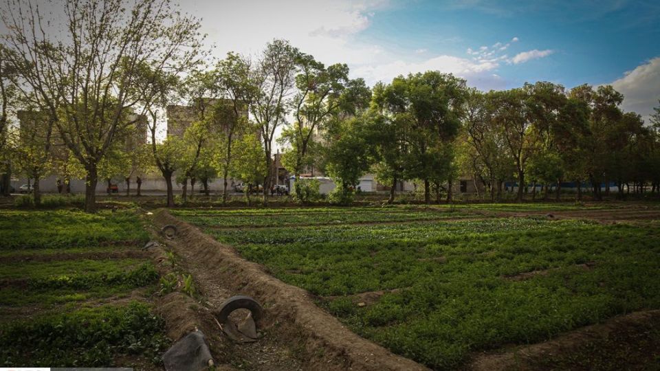 کشت سبزی با فاضلاب شهری