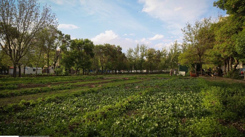 کشت سبزی با فاضلاب شهری