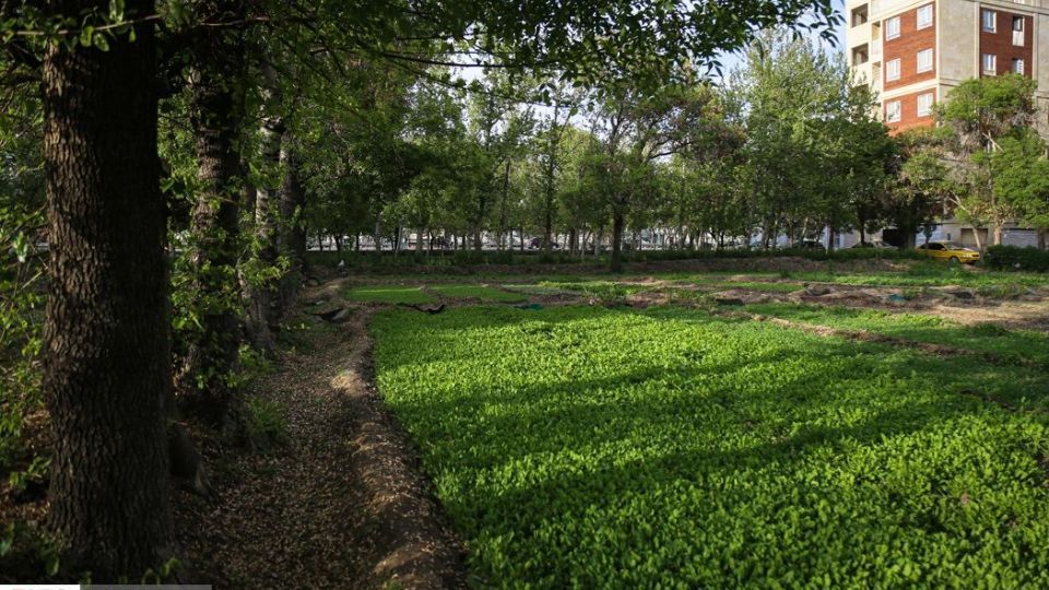 کشت سبزی با فاضلاب شهری