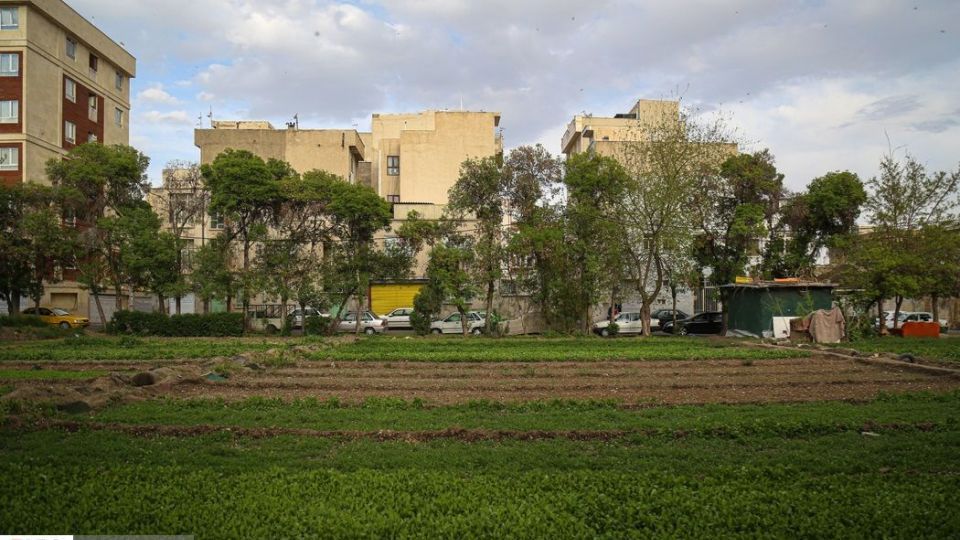 کشت سبزی با فاضلاب شهری