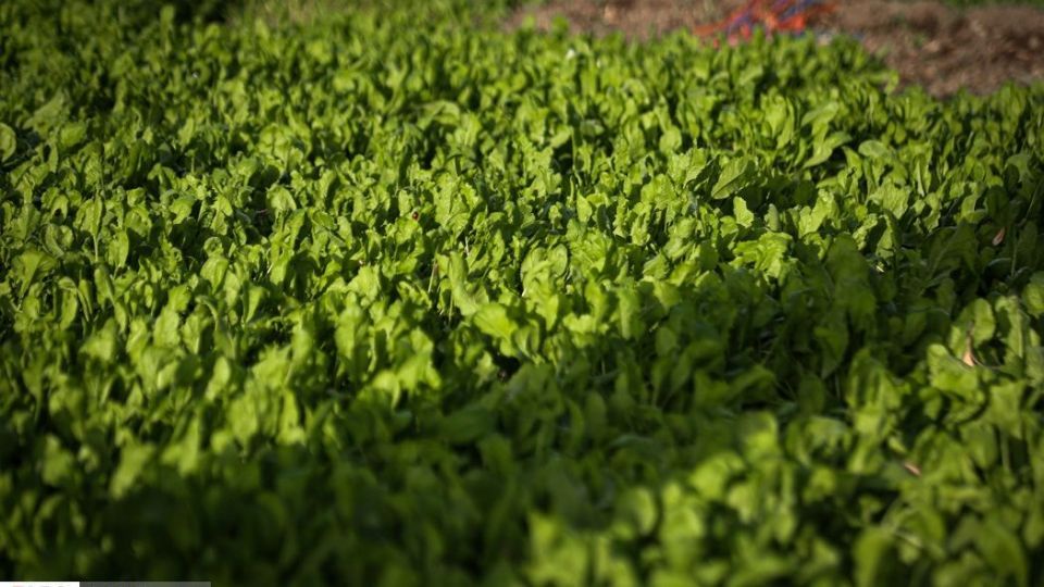 کشت سبزی با فاضلاب شهری