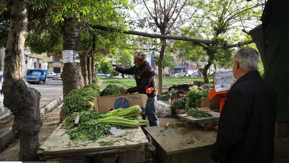 کشت سبزی با فاضلاب شهری