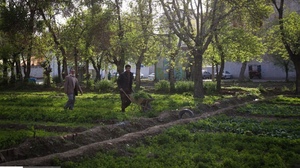 کشت سبزی با فاضلاب شهری