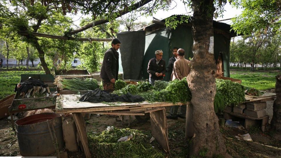 کشت سبزی با فاضلاب شهری