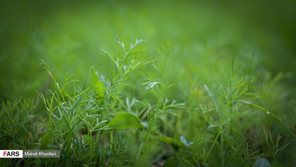 کشت سبزی با فاضلاب شهری