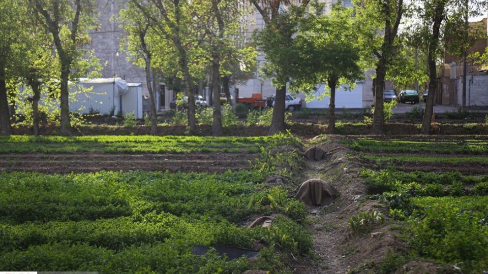 کشت سبزی با فاضلاب شهری