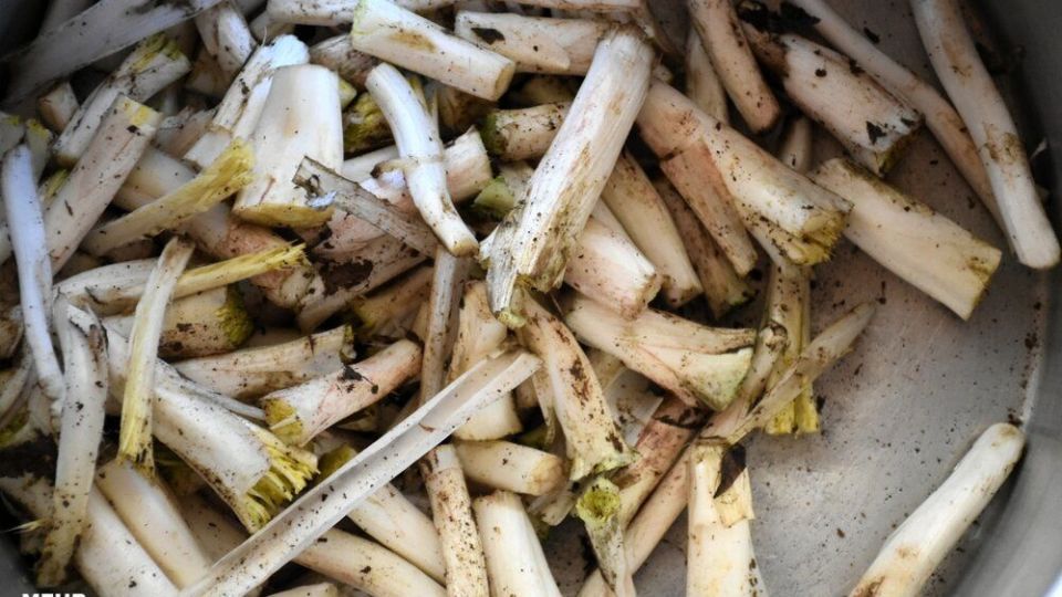 برداشت کنگر