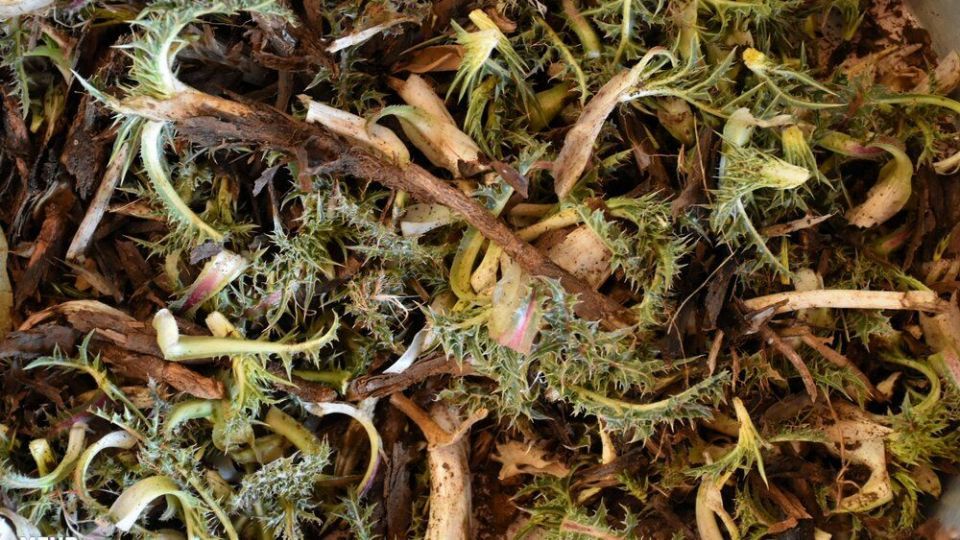 برداشت کنگر