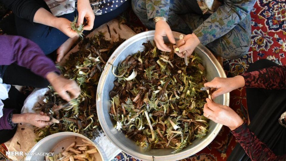 برداشت کنگر