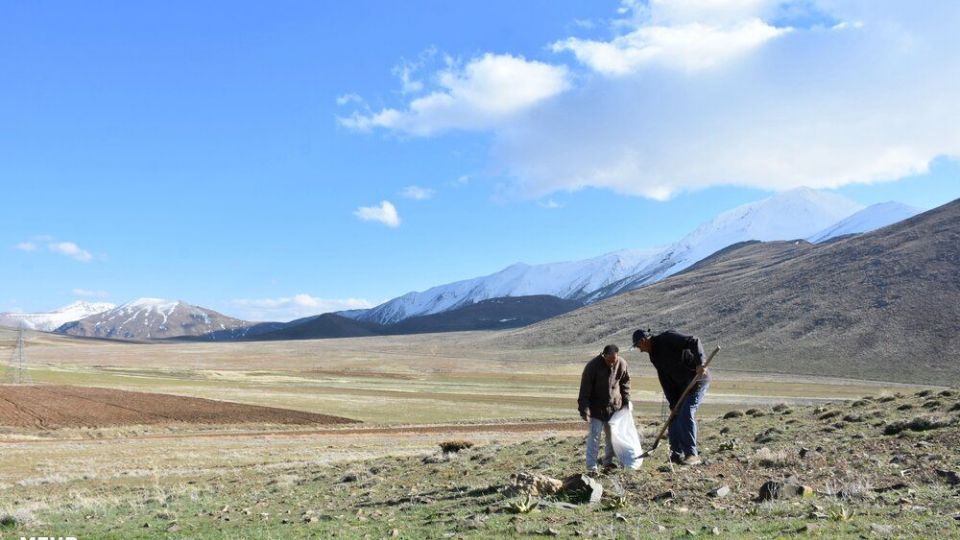 برداشت کنگر