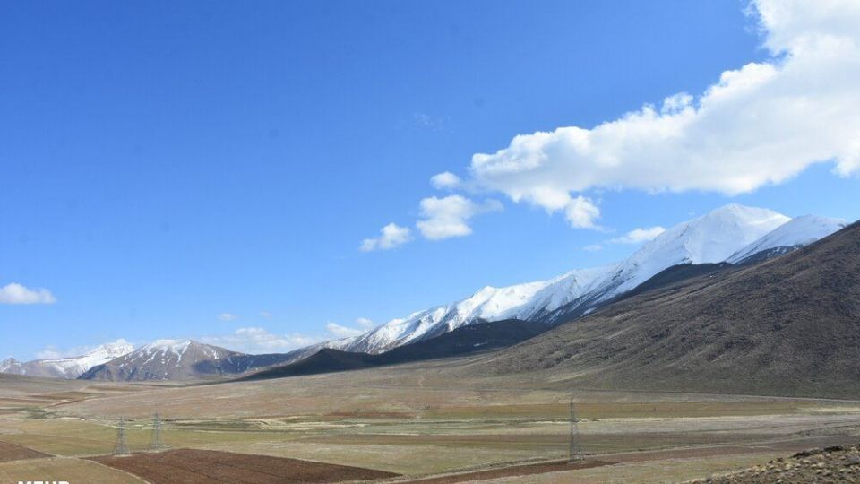 برداشت کنگر