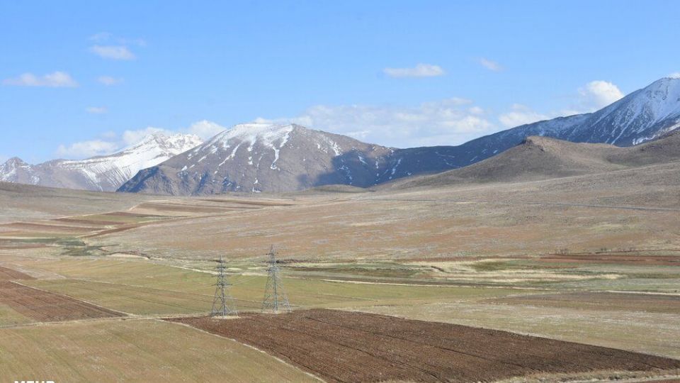 برداشت کنگر