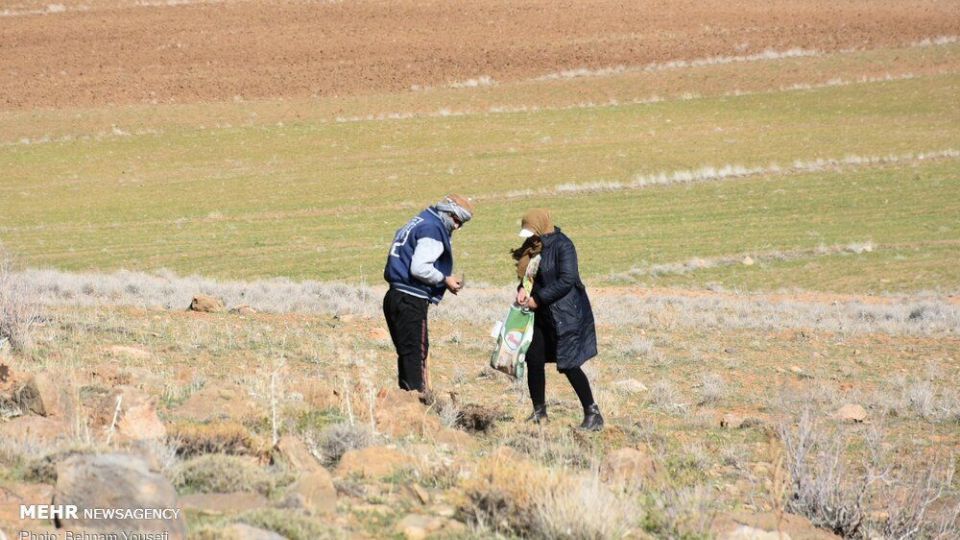 برداشت کنگر