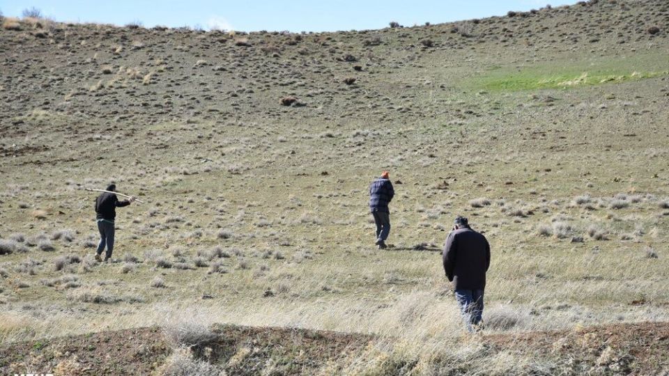 برداشت کنگر