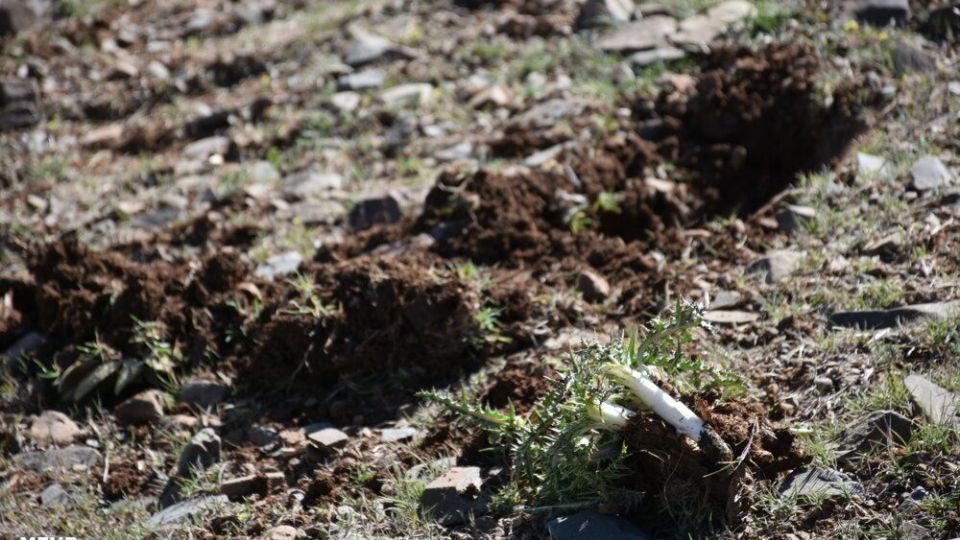 برداشت کنگر