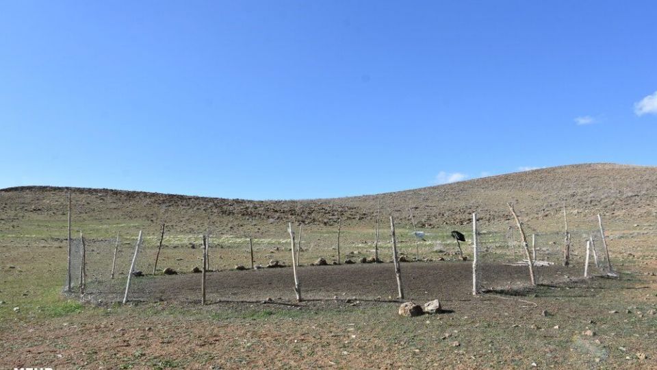 برداشت کنگر