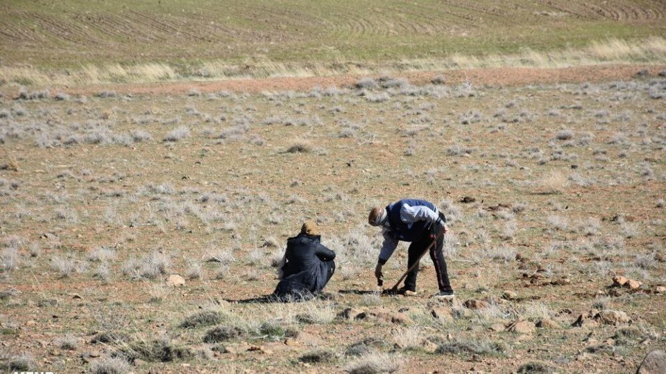 برداشت کنگر