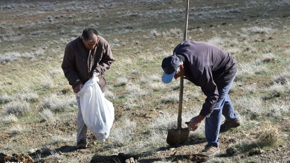 برداشت کنگر