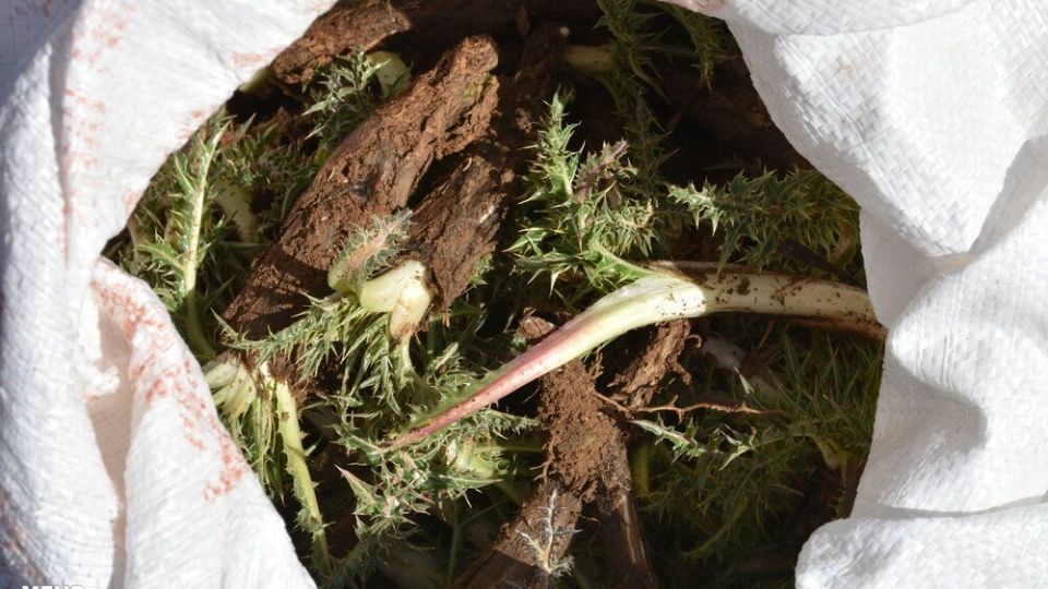 برداشت کنگر