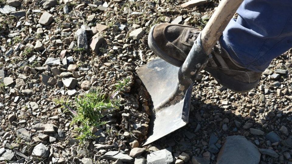 برداشت کنگر