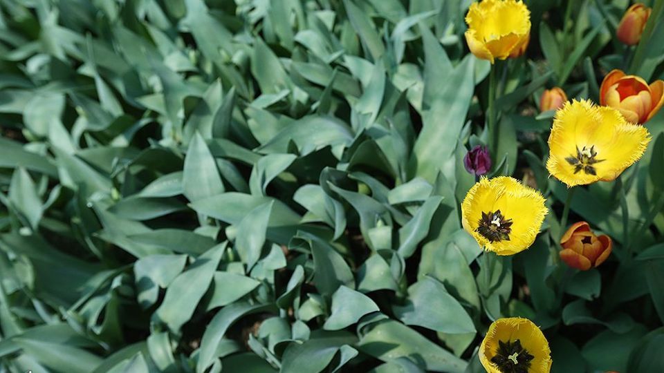 لاله‌ای برای مادران