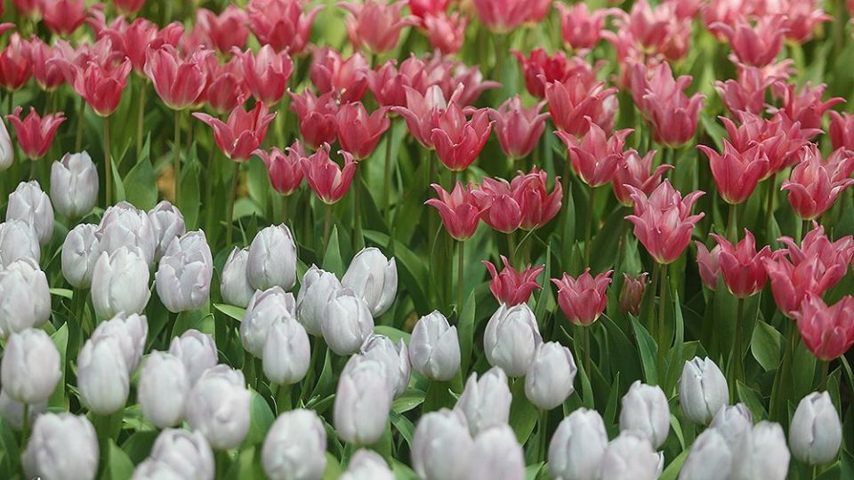 لاله‌ای برای مادران