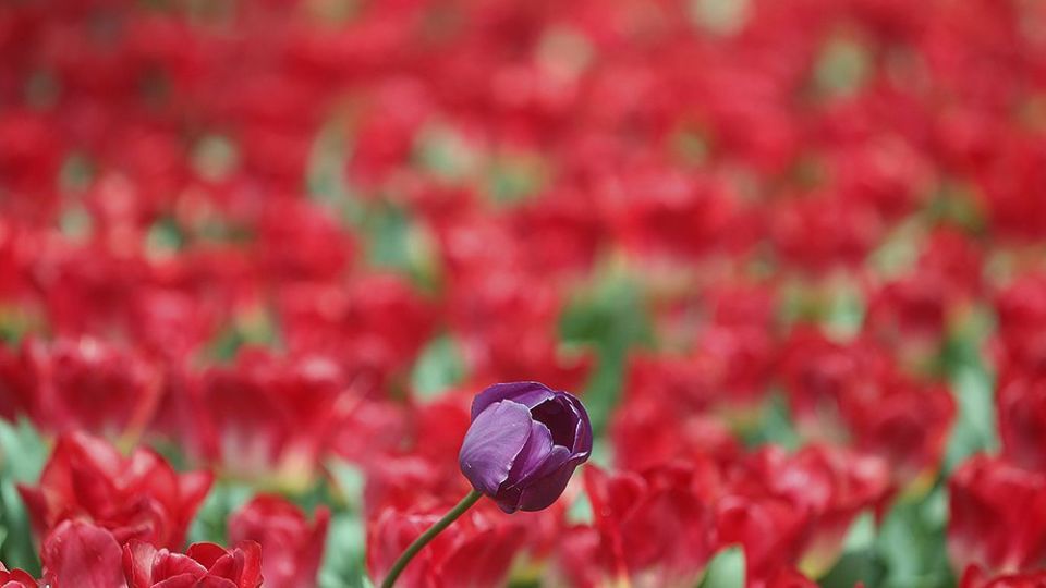 لاله‌ای برای مادران