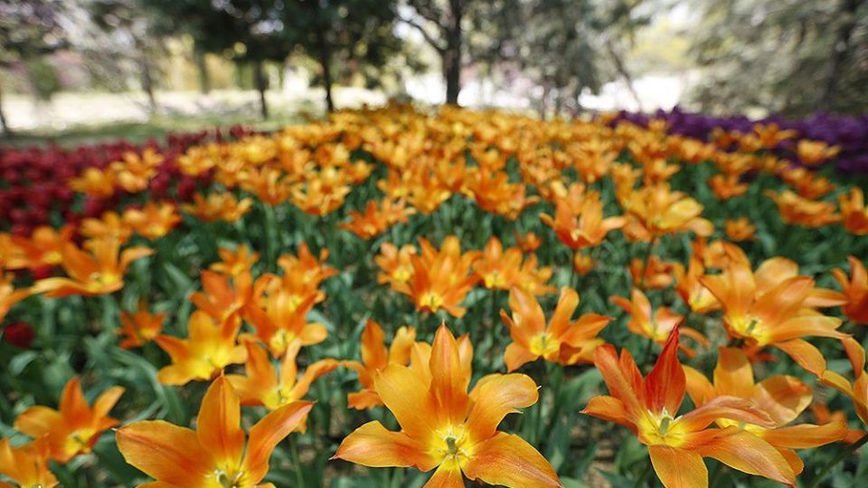 لاله‌ای برای مادران