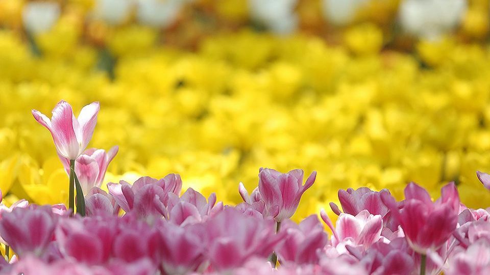 لاله‌ای برای مادران