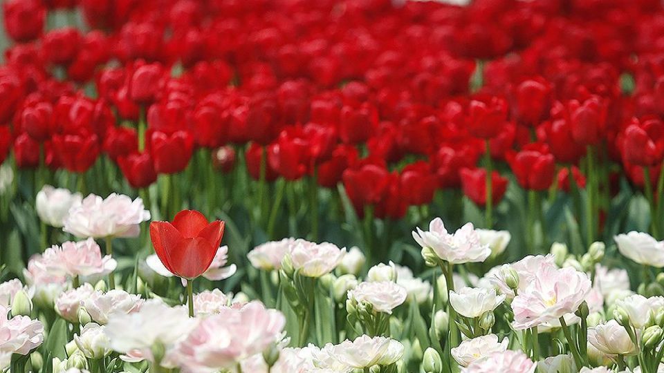 لاله‌ای برای مادران