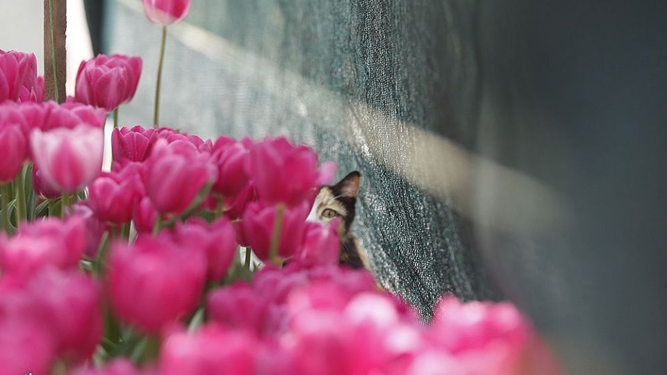 لاله‌ای برای مادران